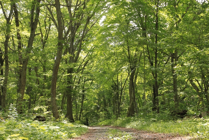 森を再生させ約30年目のアファンの森入り口(5月下旬)