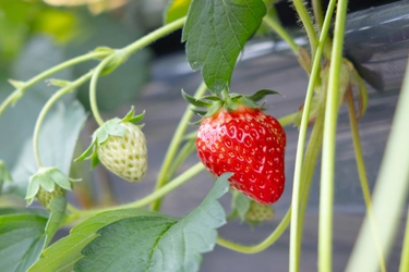 近鉄百貨店が自社栽培した 近鉄いちご「はるかすまいる」 あべのハルカス近鉄本店にて12月６日（水）販売開始