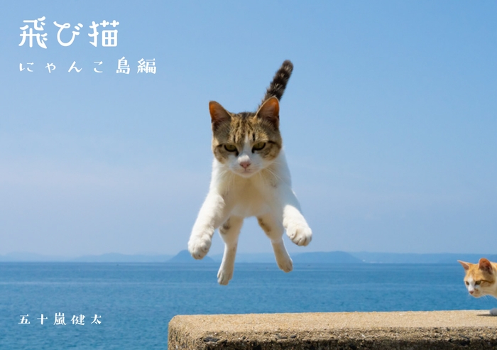 猫写真6