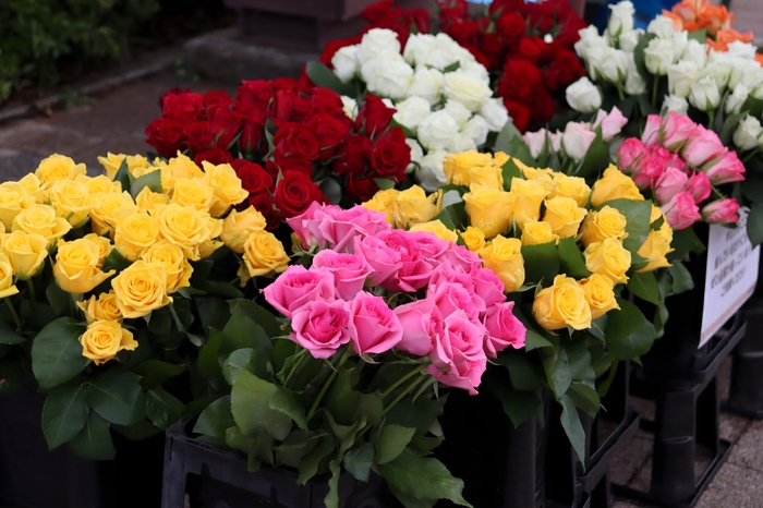 「ボタニカルショップ」(令和6年撮影)