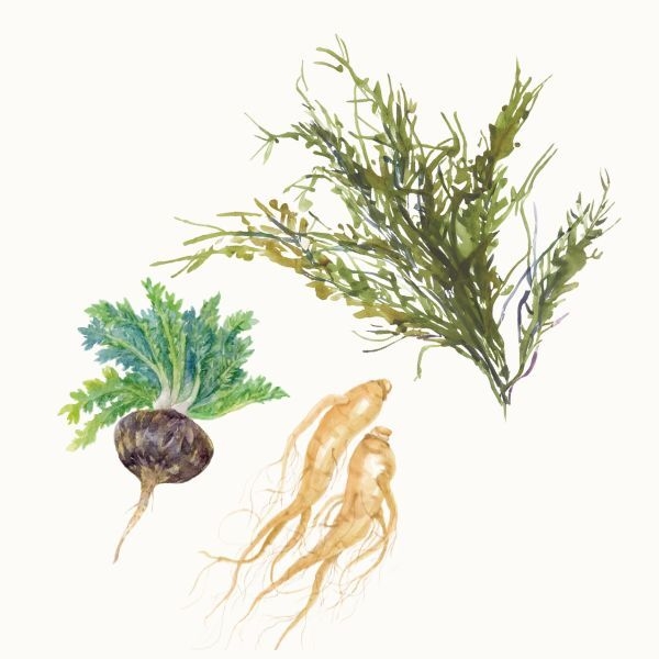 厳選素材2(アスコフィラン、黒マカ、朝鮮人参)