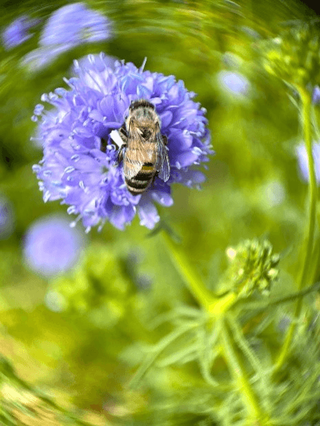 紫の花粉を集めるミツバチ