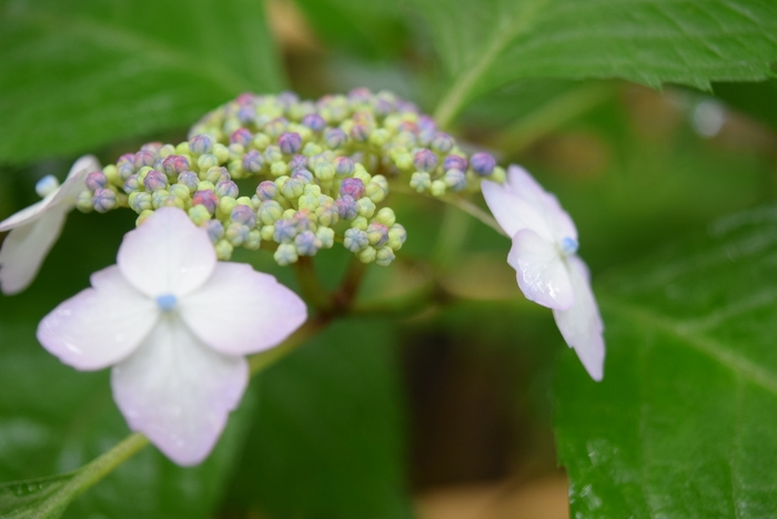 紅やま(5月15日現在)