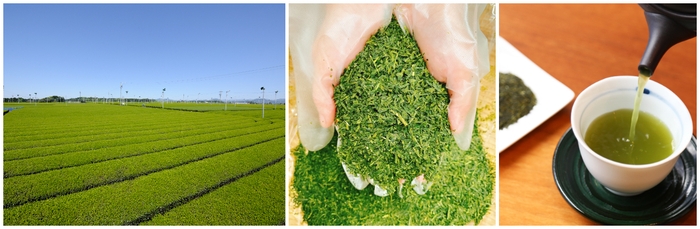 「高柳製茶」のお茶について