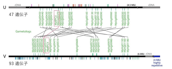 図1 ゼニゴケのメス性染色体(U)とオス性染色体(V)の遺伝子構成 縦線は各性染色体の上の遺伝子を示す。今回、同定したフェミナイザー遺伝子とその性染色体間相同遺伝子(ガメトログ)を四角で囲む。