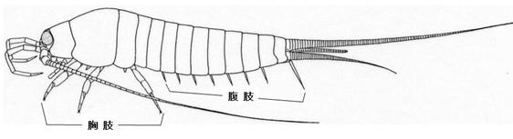 図1 イシノミ。翅を獲得する以前の原始的な体制を示していて、腹部にも肢の名残の8対の「腹肢」がある。