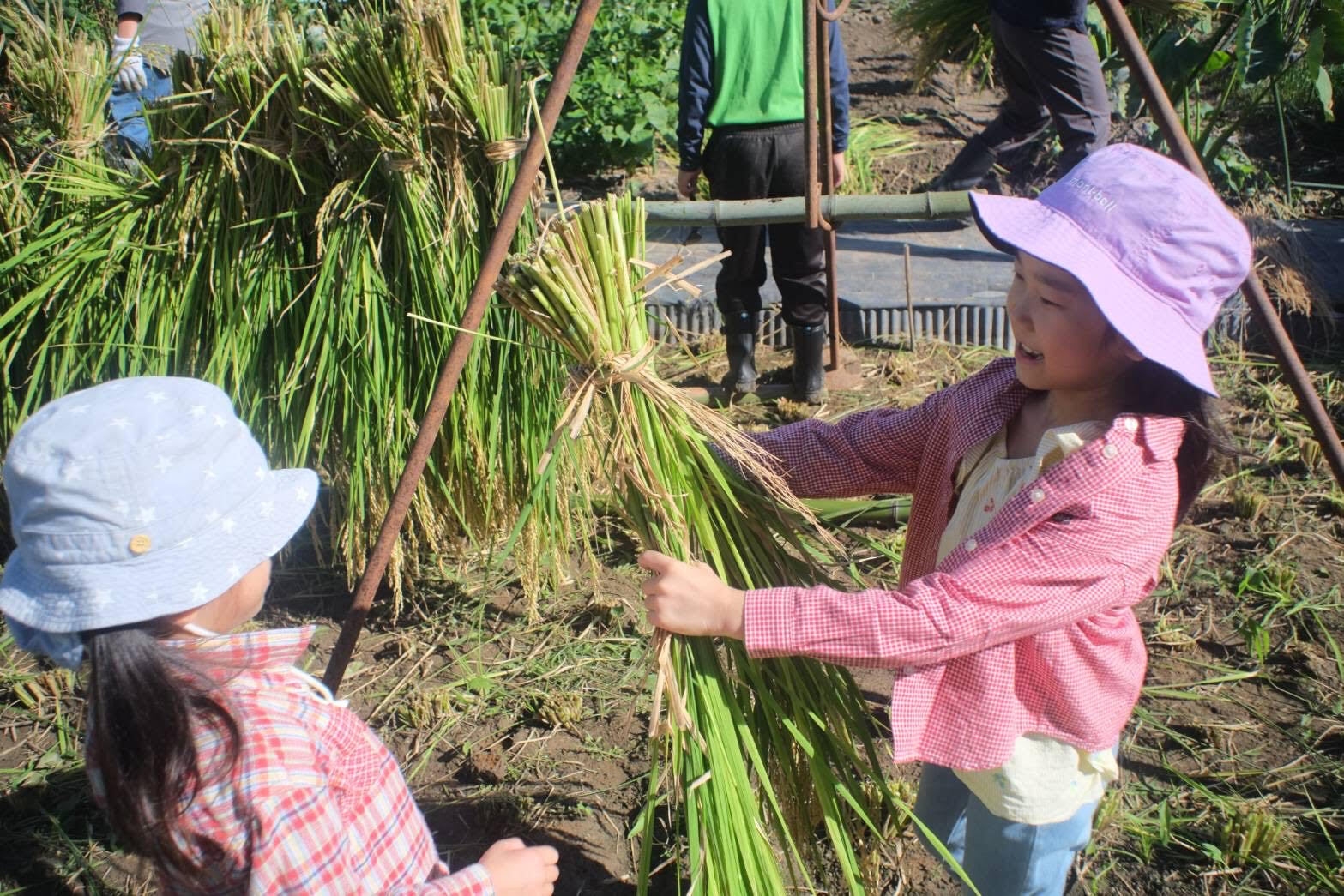 田んぼ部 稲刈り