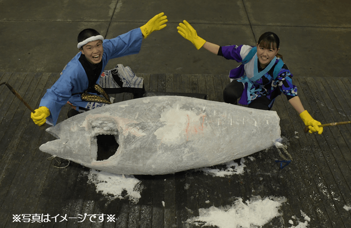豪華!本マグロ一尾まるごと販売
