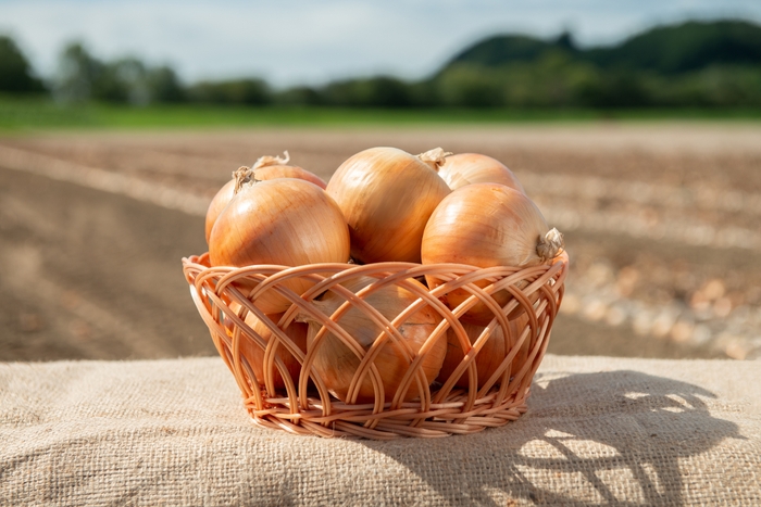 美幌産玉ねぎ L 20kg