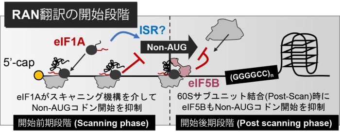 図2 本研究で解明されたRAN翻訳の開始段階の制御機構 eIF1AとeIF5BはどちらもAUGではない翻訳開始コドン「Non-AUGコドン」を見つけて抑制するが、それぞれが働くタイミングが異なる。