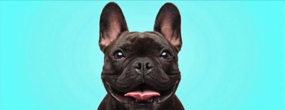 犬の耳が臭い！過程で出来る耳掃除の方法や嫌がる子の対処法とは？