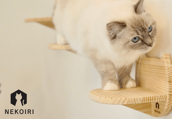 新商品 猫顔ステップ