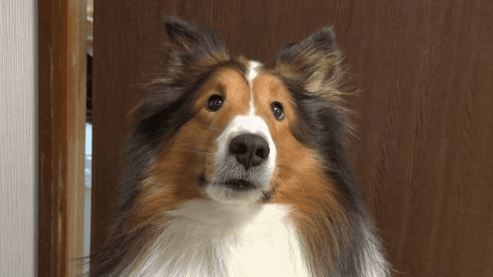 ワンちゃんと会話するためのボタン!?