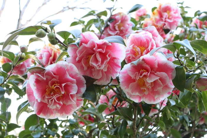 ツバキ‘光源氏’(令和4年度撮影)