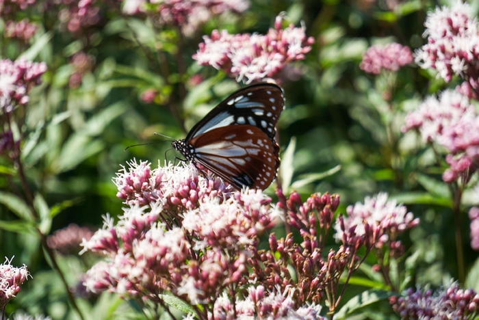 フジバカマとアサギマダラ