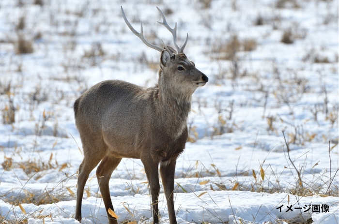 イメージ画像です