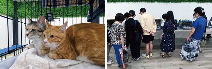 譲渡会への積極的な協力