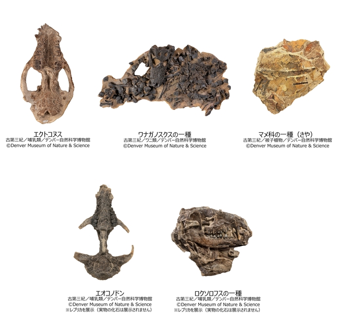 デンバー自然科学博物館　展示物