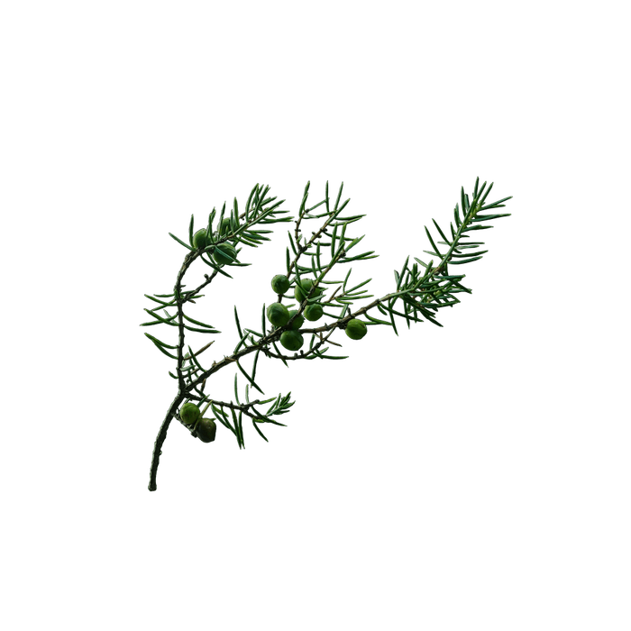 国産のネズミサシ(ジュニパー)