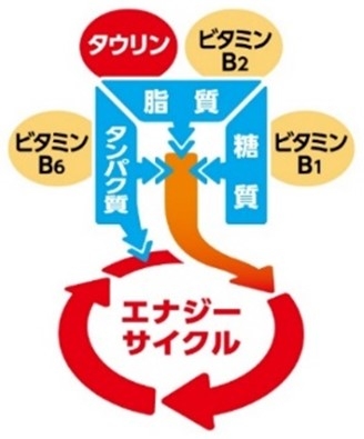 リポビタンDXαは栄養素をエネルギーに変換する、 「エナジーサイクル」に作用します。