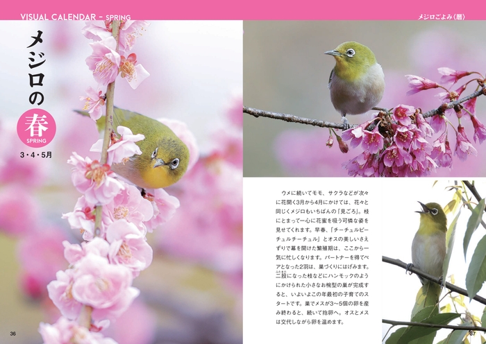 メジロの春