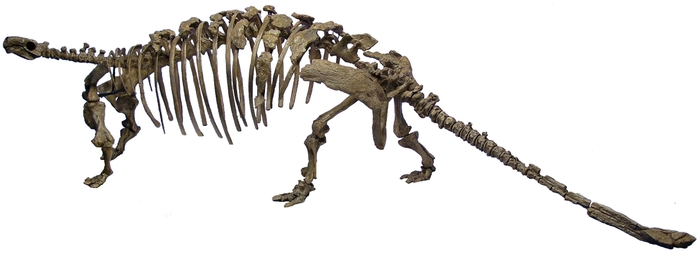 タラルルス・プリカトスピネウス（後期白亜紀）