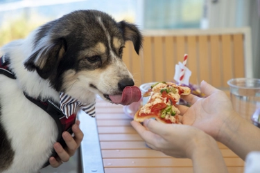 淡路島「クラフトサーカス」わんちゃん好き必見！スペシャルキャンペーン開催 ～ 400枚限定、永年11%OFFステッカープレゼント～