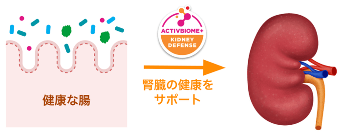 アクティブバイオーム+キドニーディフェンスの働き