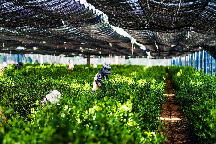 茶畑に広がる静かな情景。狭山茶の香り高い一杯は、丁寧な手摘みから始まります。