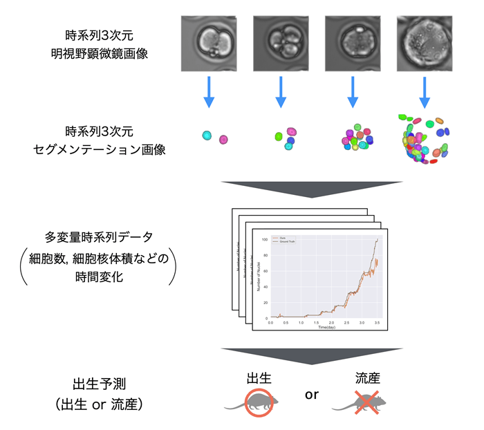 図1 本研究で実施したマウス胚の出生予測