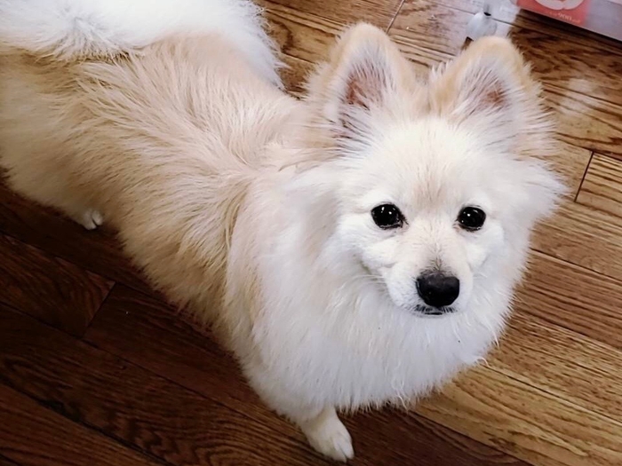 たまにしか出勤していないティアラさん、お散歩中に会えたら良いことがあるかも！