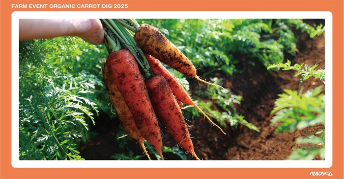 有機にんじん収穫体験イベントイメージ画像④