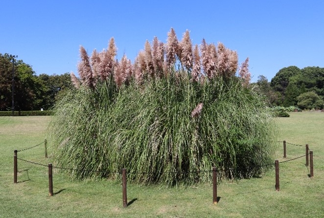 ムラサキシロガネヨシ(令和5年度)