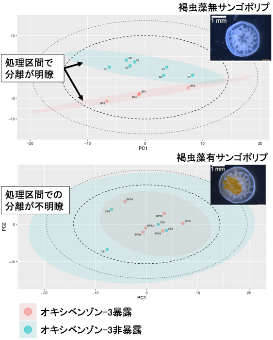 図3.オキシベンゾン-3暴露サンプルを用いたPLS-DAスコアプロット。横軸は第一主成分、縦軸は第二主成分を示す。上図は褐虫藻を持たないサンゴポリプ、下図は褐虫藻を持つサンゴポリプの結果を示す。各点は1サンゴポリプに相当する。破線、点線はそれぞれ全データの95%、99%信頼区間を示す。赤色および水色の楕円は各群の95%信頼区間を示す。 ※ 原論文の図を引用・改変したものを使用しています。クリエイティブ・コモンズ・ライセンス(表示4.0 国際)