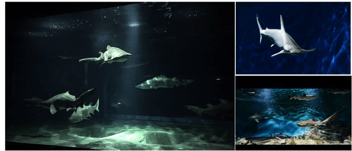 展示場所 : 3階 悠久の海ゾーン サメの海1・2、世界のサメ、温帯海域のサメたち