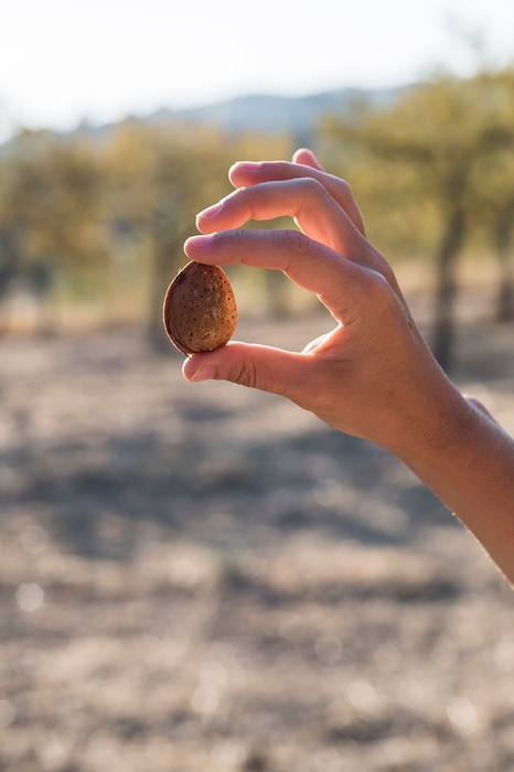 アーモンド イメージ(1)