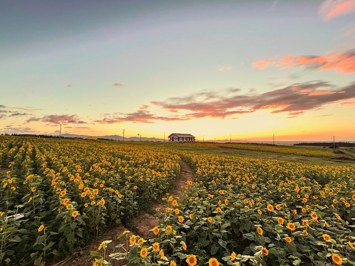 夕焼けの満開のひまわり