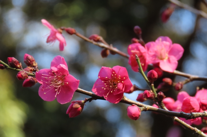 紅千鳥(2月10日撮影)