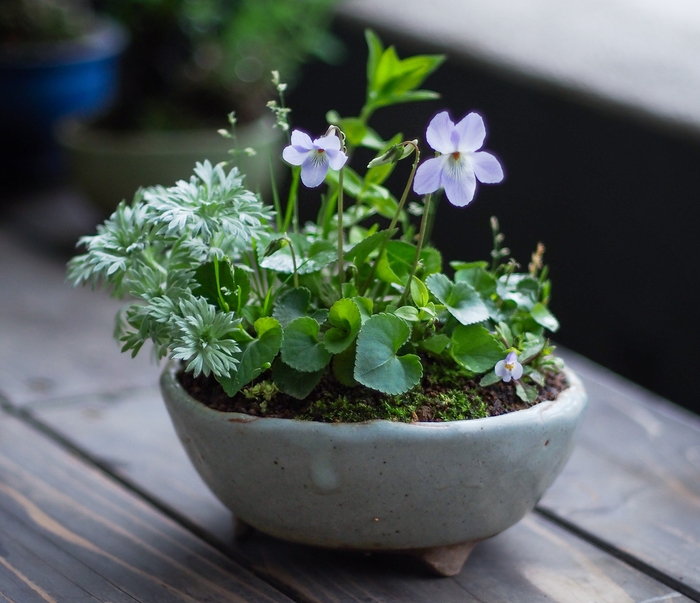 寄せ植えの一例:タチツボスミレ×朝霧草×スズメノカタビラ×リンドウ