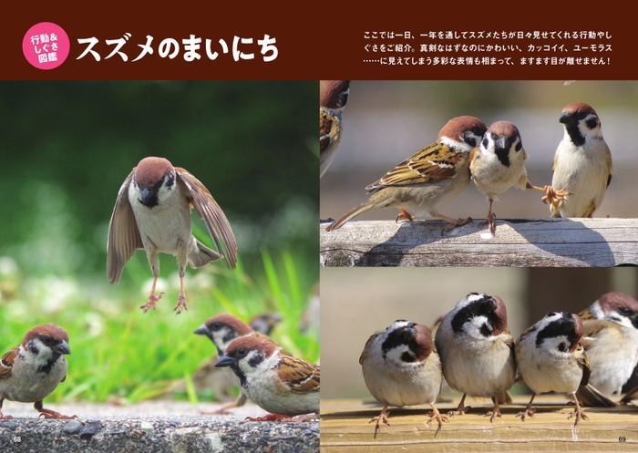 行動&しぐさ図鑑 スズメのまいにち