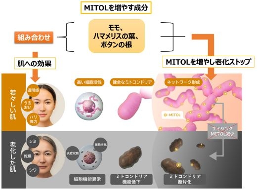 MITOLを増やす成分による肌への効果と老化の抑制 イメージ