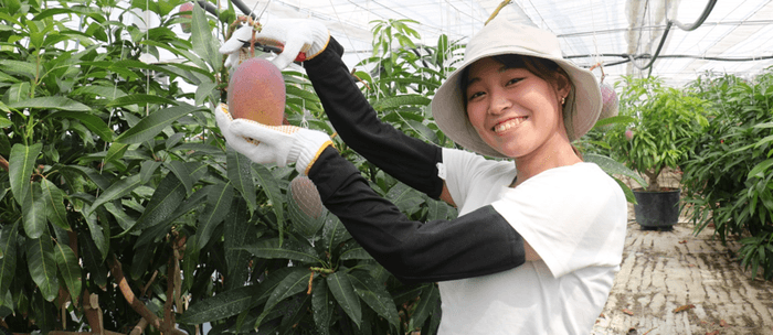 農学部生による近大マンゴー「愛紅」収穫の様子