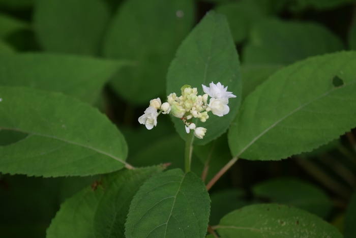 咲いた・・・!?