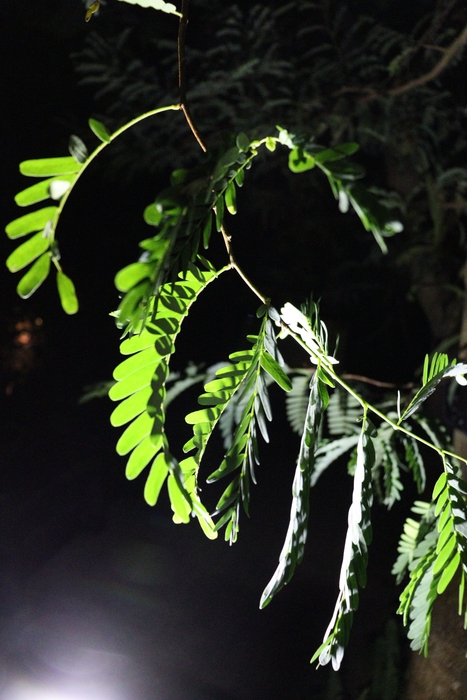 タマリンド(令和4年撮影)