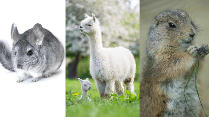 チンチラ・アルパカ・プレーリードック