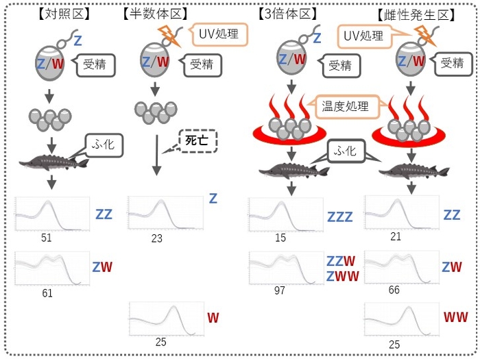 図3:実験区毎に行った処理とPCRによる遺伝型判別の結果(数字は、それぞれの遺伝型を示した個体数)