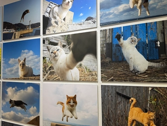 飛び猫10周年記念！猫写真の展示や新作・人気の猫グッズが集合　 期間限定「飛び猫商店」を東京・埼玉・神奈川で順次開催