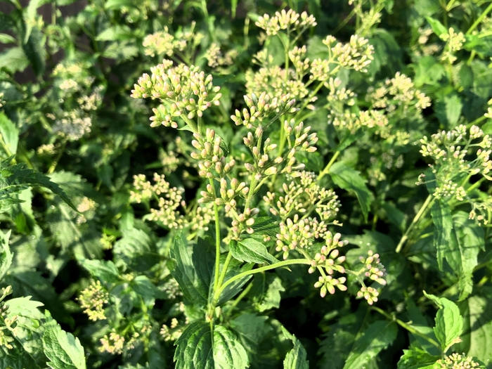 つぼみが色づき始めた御室仁和寺駅のフジバカマ(9月27日(水)午前の撮影)