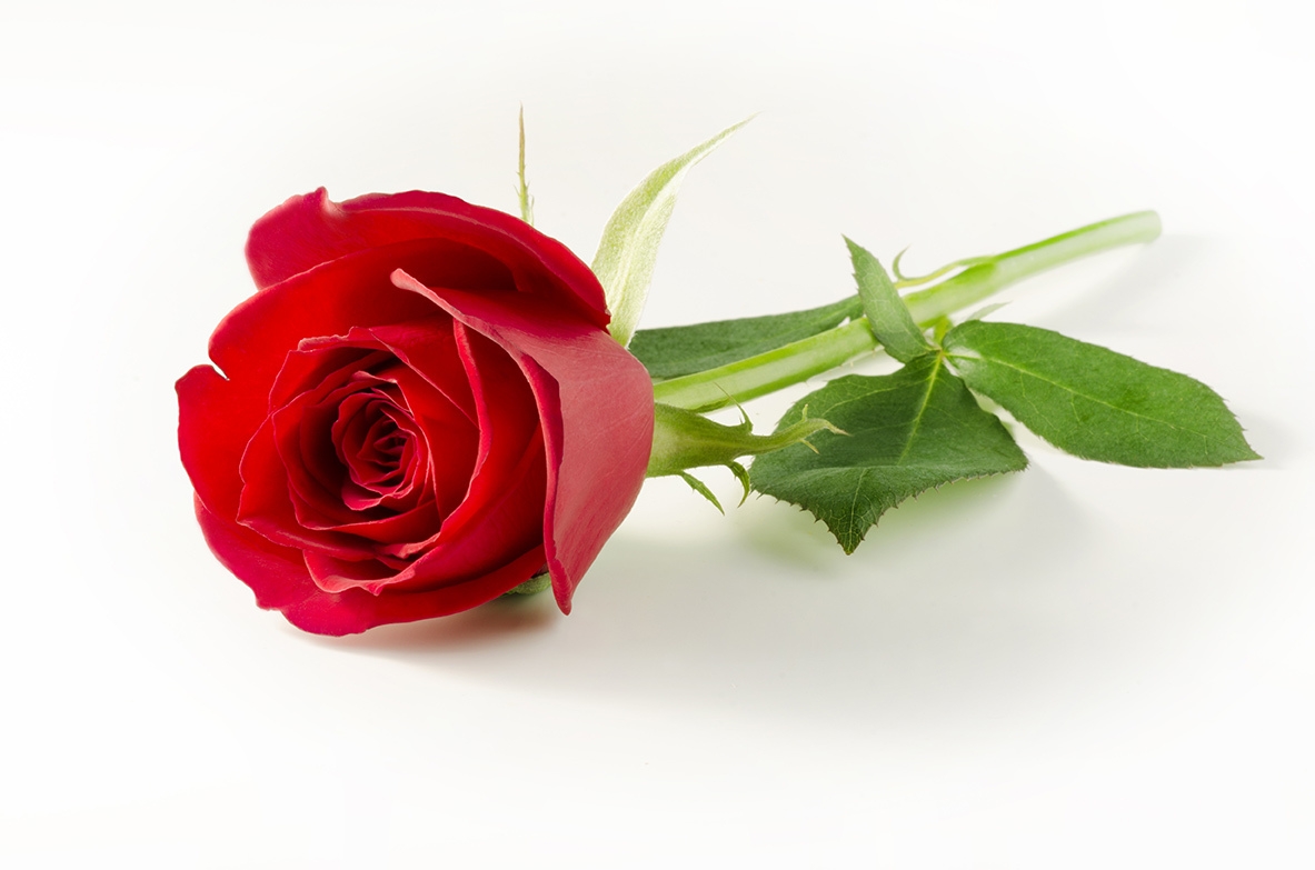 3位「一輪花」:さりげないプレゼントで愛を伝える