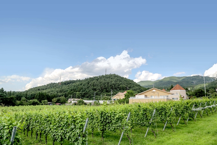 ぶどう畑